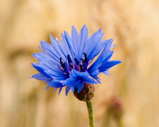 Bild Blume blau