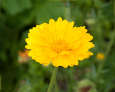 Bild Blume gelb