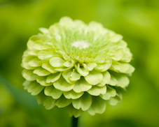 Bild Blume grün